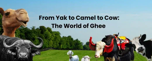 From_Yak_to_Camel_to_Cow_The_World_of_Ghee_and_Where_to_Find_Ghee_in_Canada_520x500_520x500_520x500_520x500_520x500_520x500_520x500_520x500_520x50_a2a974bd-d46a-455c-9f9a-d092f59443f8